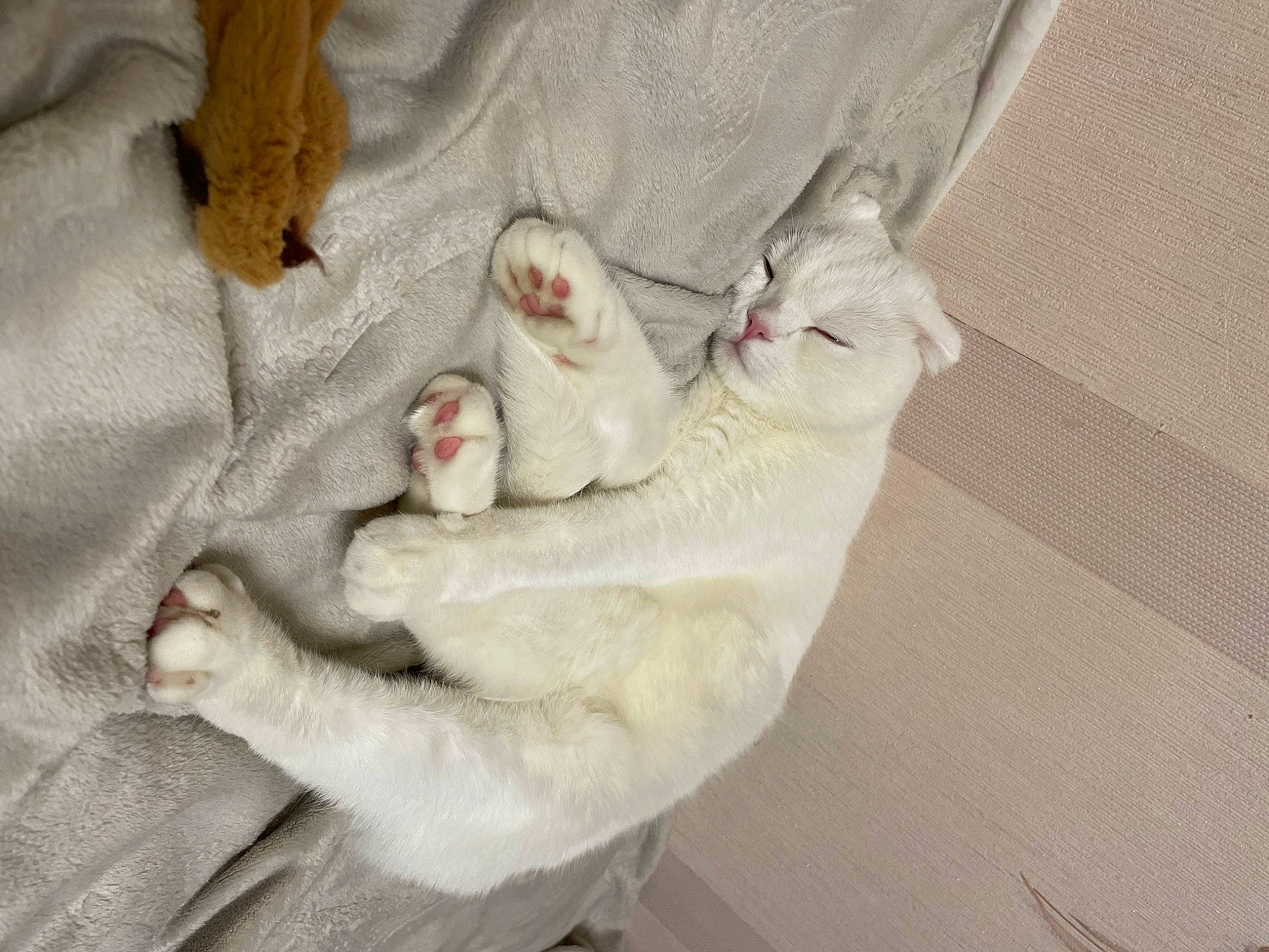 Boris joined the competition — help win amazing prizes! carnivore, cat, claw, comfort, domestic_short_haired_cat, felidae, fur, paw, small_to_medium_sized_cats, tail, whiskers