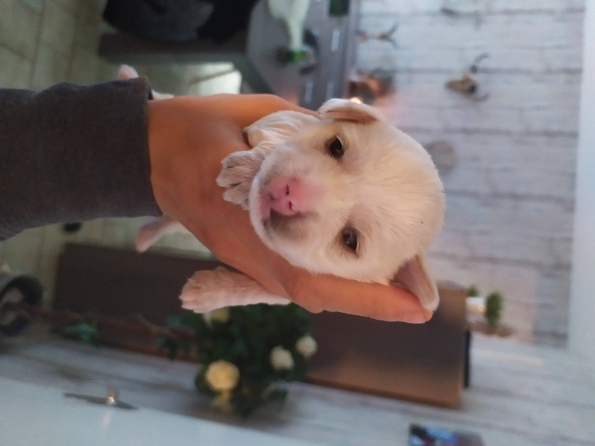 Tigrou a rejoint le concours — aidez-le/la à gagner de superbes lots ! comfort_food, companion_dog, cuisine, dish, fawn, felidae, finger, food, fur, hamster, ingredient, mouse, muroidea, nail, pest, rat, rodent, snout, whiskers, wood