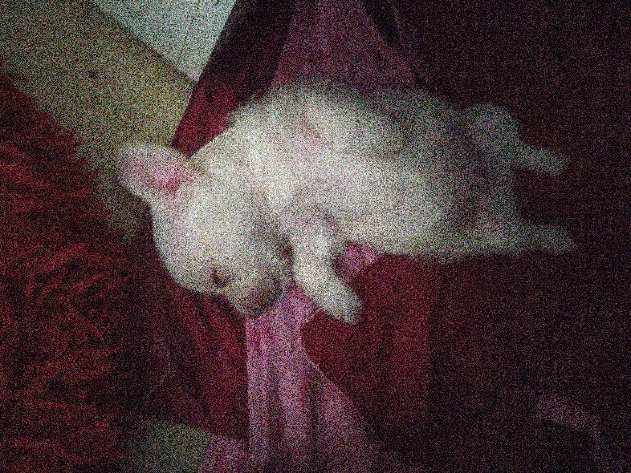 Tigrou participe au concours pour gagner de l'argent avec cette photo : canidae, carmine, carnivore, cat, comfort, companion_dog, darkness, dog_breed, ear, fawn, felidae, flooring, fur, nap, paw, small_to_medium_sized_cats, snout, sporting_group, tail, whiskers