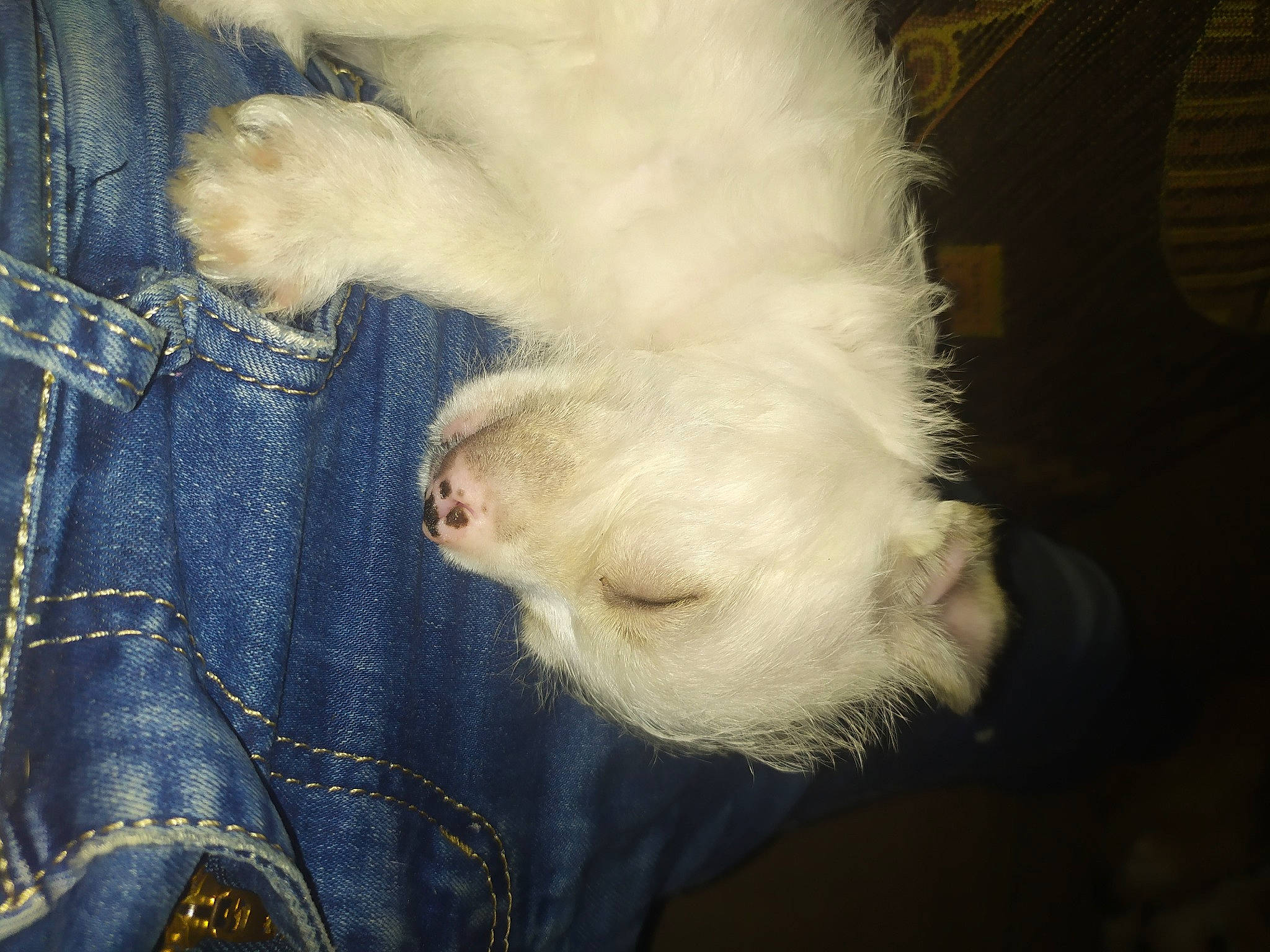 Tigrou a rejoint le concours — aidez-le/la à gagner de superbes lots ! canidae, carnivore, claw, collar, companion_dog, denim, dog, dog_breed, felidae, fur, nap, paw, sleep, sleeve, small_to_medium_sized_cats, sporting_group, tail, terrier, toy_dog, whiskers