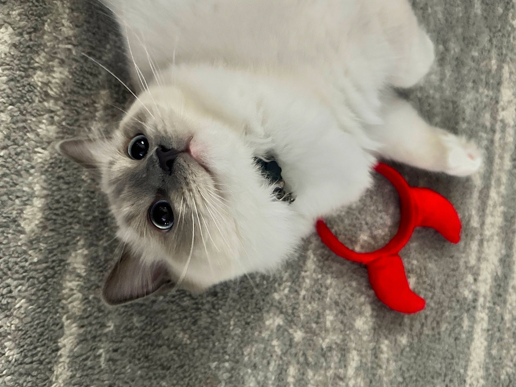 Daphne joined the competition — help win amazing prizes! canidae, carmine, carnivore, cat, claw, comfort, companion_dog, dog_breed, domestic_short_haired_cat, fang, fawn, felidae, foot, fur, paw, small_to_medium_sized_cats, snout, tail, terrestrial_animal, whiskers