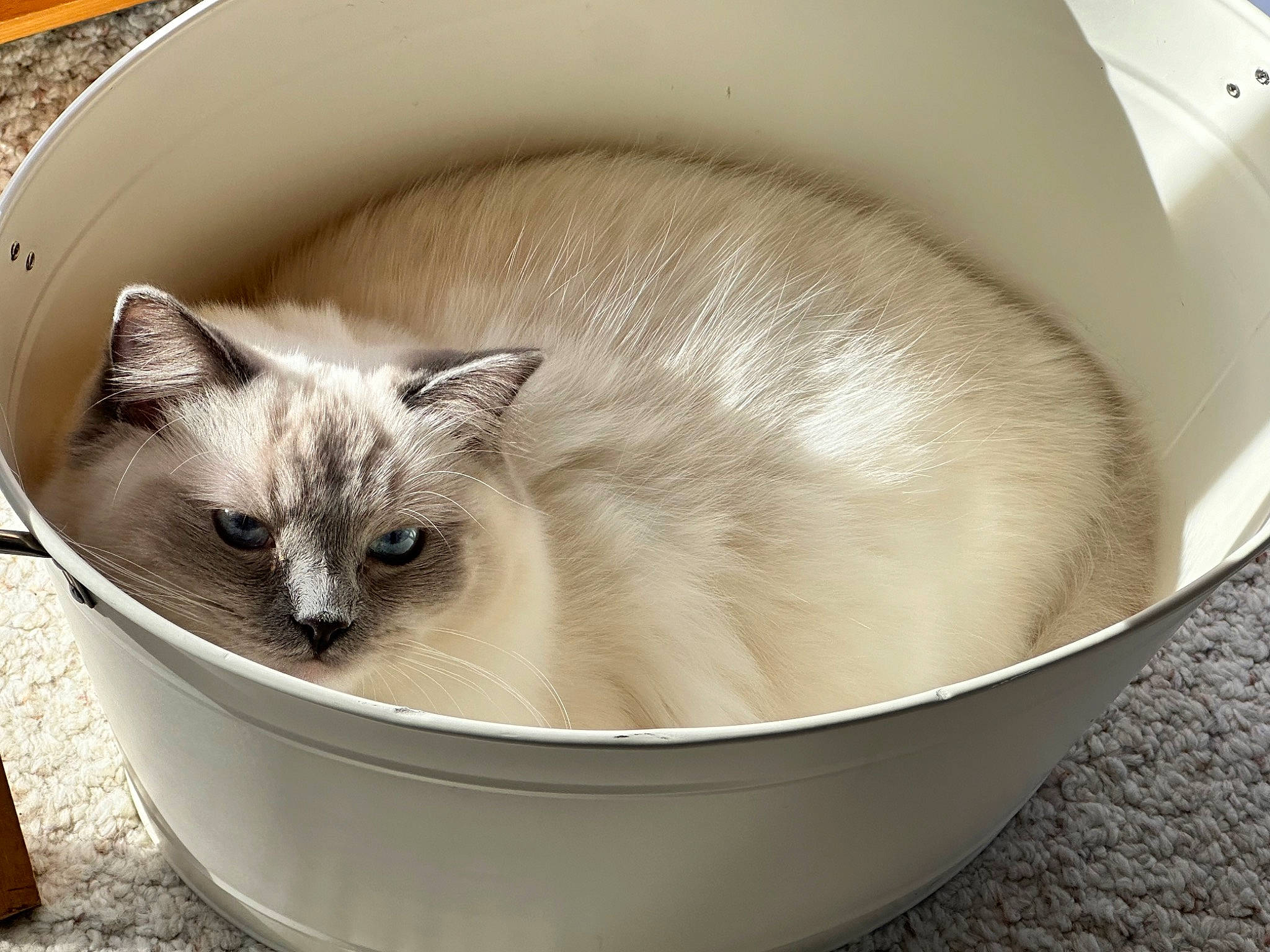 Daphne is registered to the contest to win money with this photo: balinese, birman, box, carnivore, cat, cat_bed, cat_supply, comfort, domestic_short_haired_cat, fawn, felidae, fur, packing_materials, pet_supply, siamese, small_to_medium_sized_cats, snout, terrestrial_animal, thai, whiskers