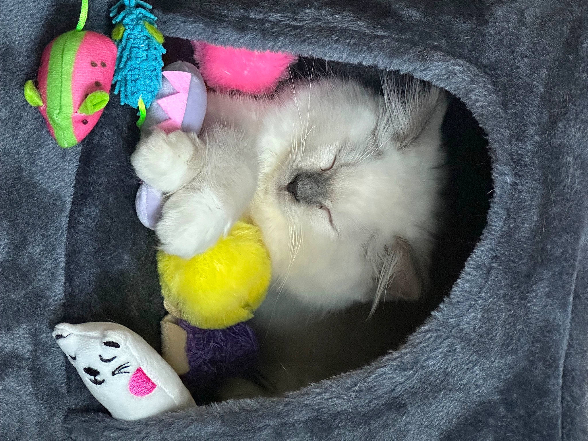 Daphne joined the competition — help win amazing prizes! baby_toys, carmine, eyelash, felidae, fur, plush, small_to_medium_sized_cats, stuffed_toy, tail, toy, whiskers, wool, woolen