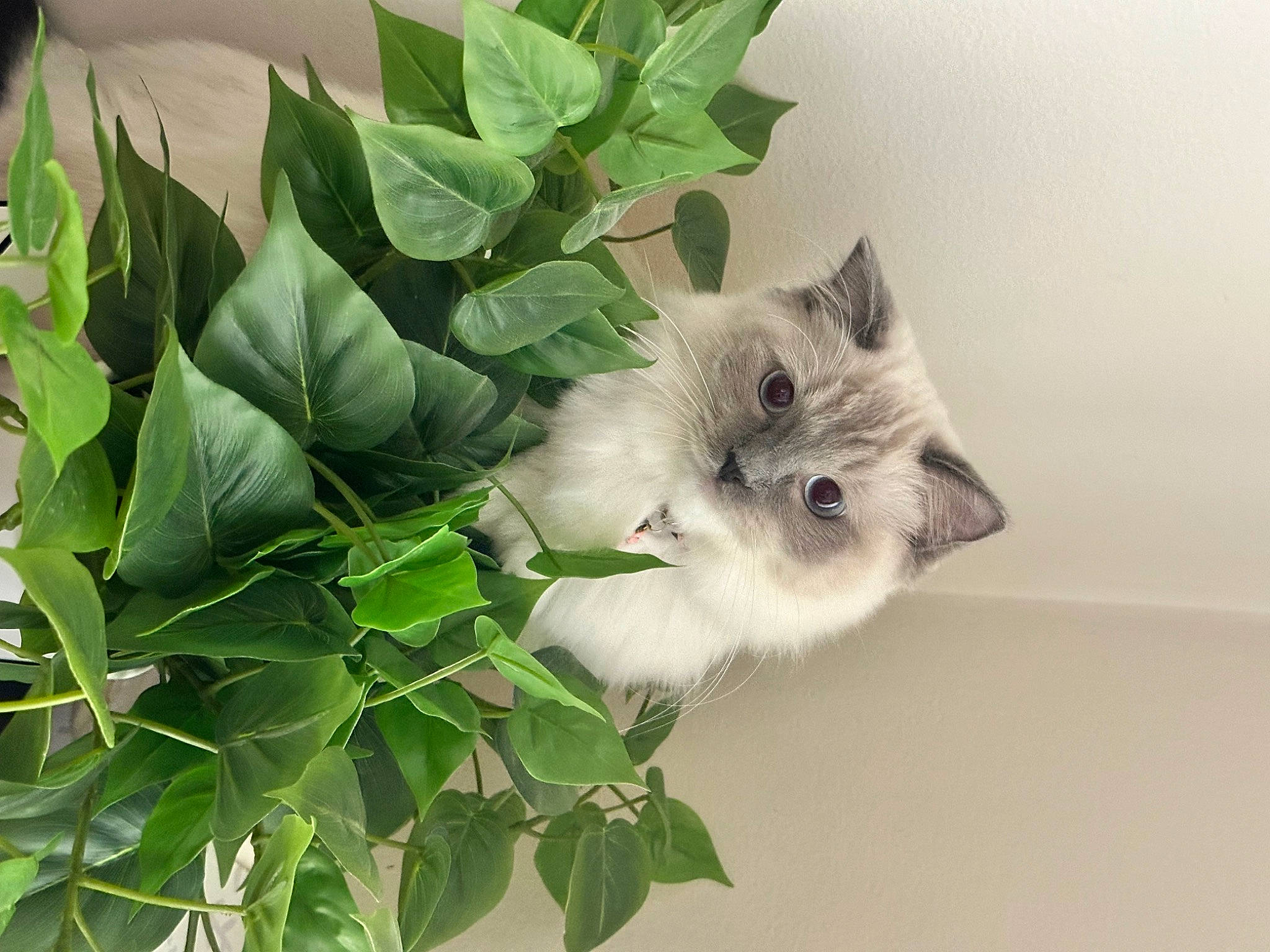 Daphne joined the competition — help win amazing prizes! annual_plant, carnivore, cat, domestic_short_haired_cat, felidae, flowering_plant, fur, grass, herb, herbaceous_plant, leaf_vegetable, petal, plant, plant_stem, small_to_medium_sized_cats, tail, whiskers