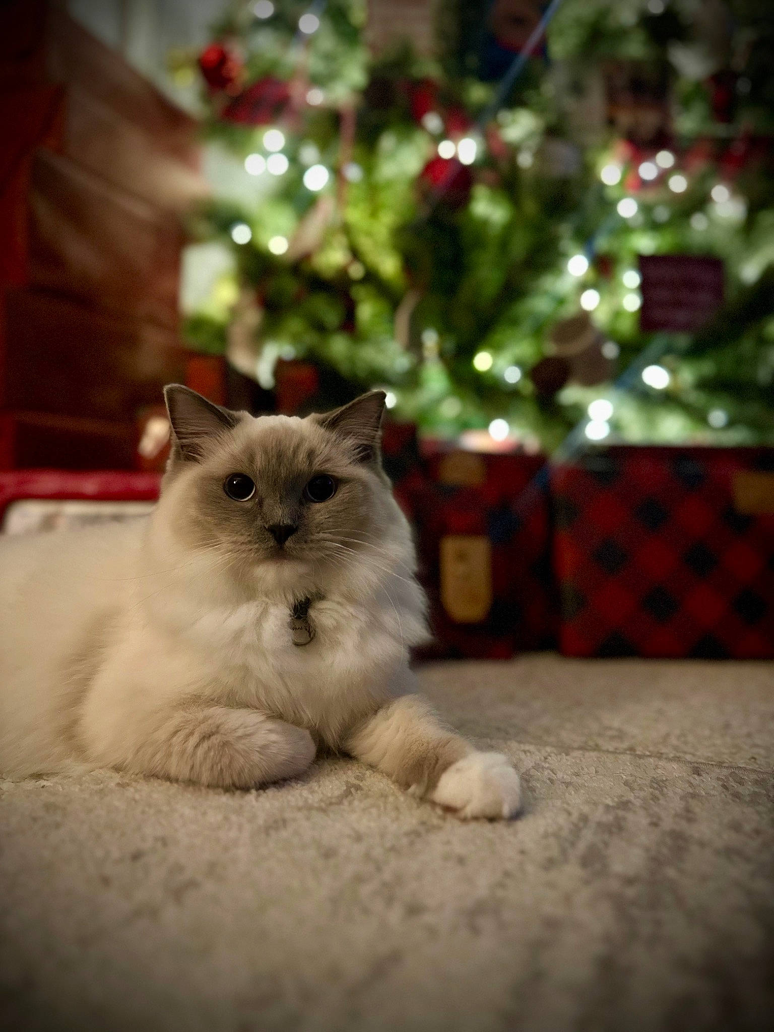 Daphne is registered to the contest to win money with this photo: carnivore, cat, christmas_decoration, christmas_tree, conifer, domestic_short_haired_cat, event, fawn, felidae, fur, mammal, plant, sky, small_to_medium_sized_cats, snout, tail, tartan, tree, whiskers, wood