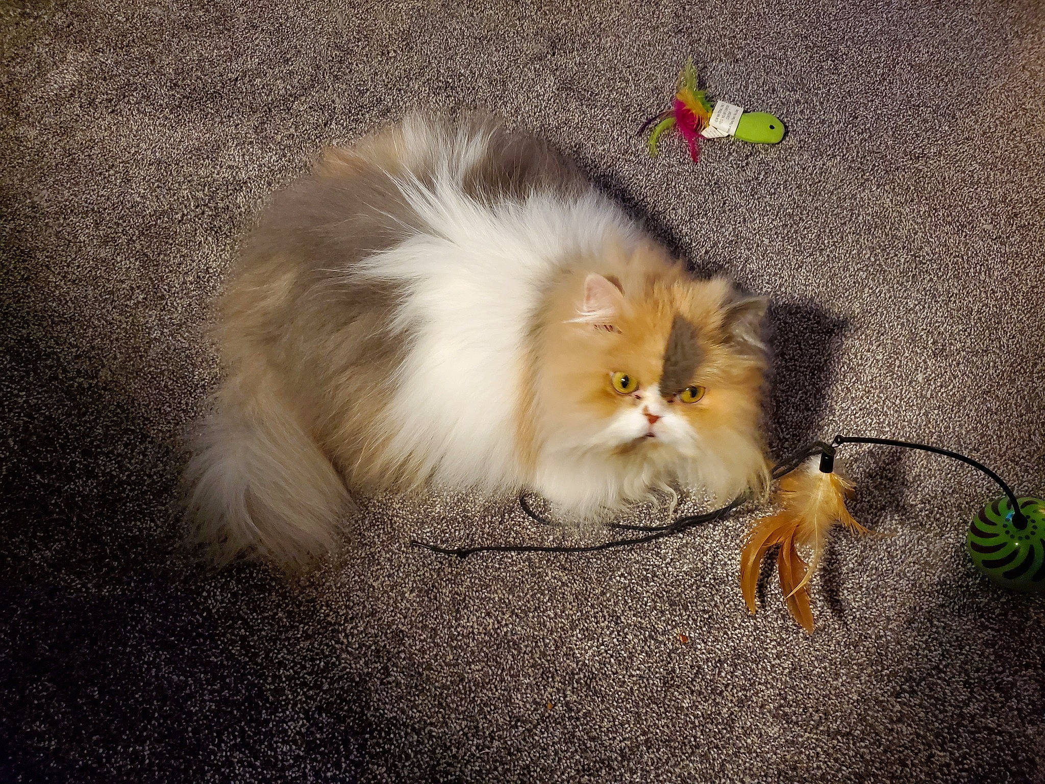 Mayzee is registered to the contest to win money with this photo: british_longhair, british_semi_longhair, carnivore, cat, domestic_long_haired_cat, eye, felidae, floor, fur, kitten, mammal, norwegian_forest_cat, persian, plant, ragamuffin, skin, sky, small_to_medium_sized_cats, tail, whiskers