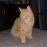 Morty joined the competition — help win amazing prizes! cat, orange_tabby, pet, bed, indoor, feline, animal, sleepy, household, furniture, poster, door, cabinet, resting, domestic, fur, whiskers, ears, eyes, quiet