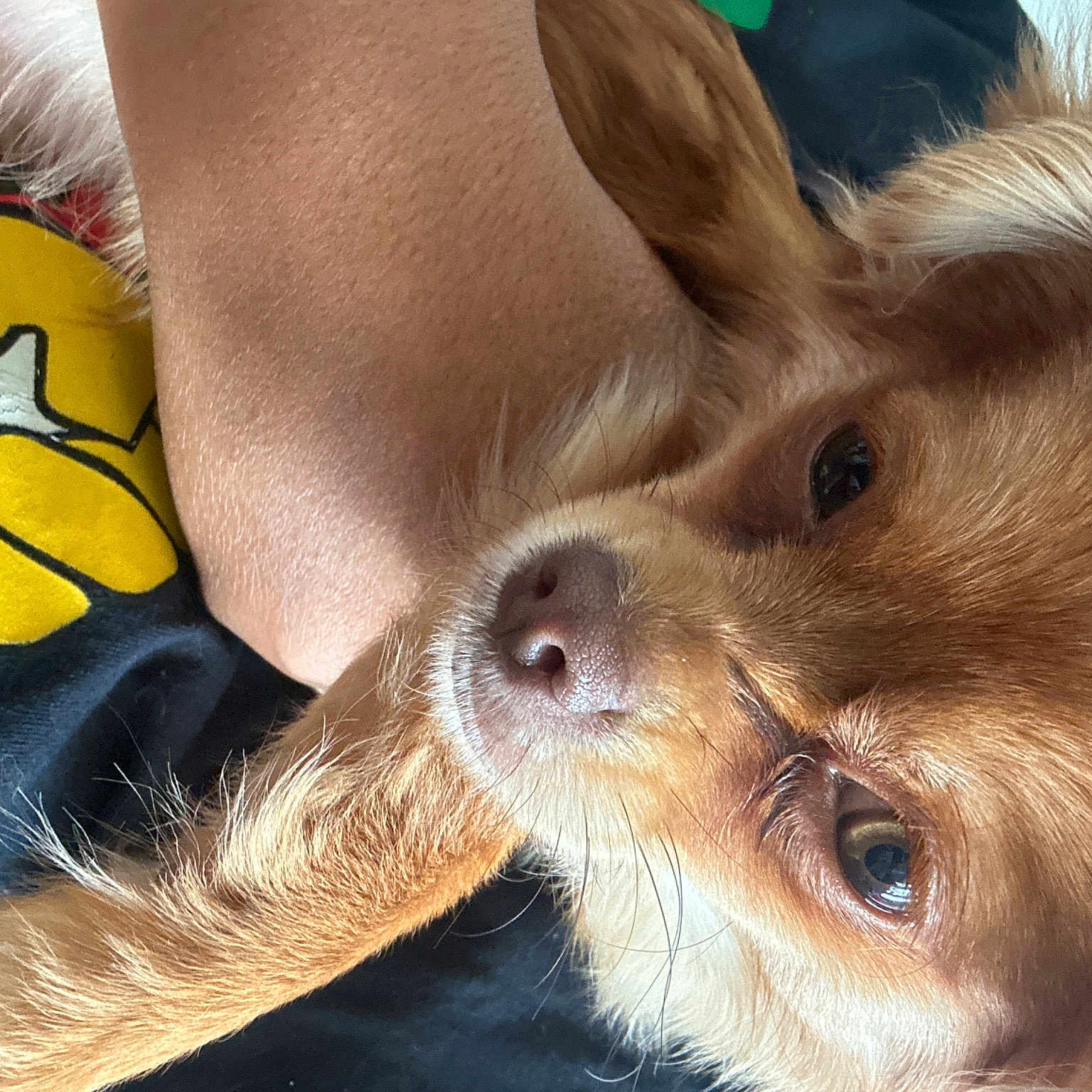 Journey is registered to the contest to win money with this photo: carnivore, close_up, companion_dog, dog, dog_breed, ear, fawn, foot, fur, gesture, human_leg, liver, paw, snout, sporting_group, terrestrial_animal, thigh, toy_dog, whiskers, working_animal