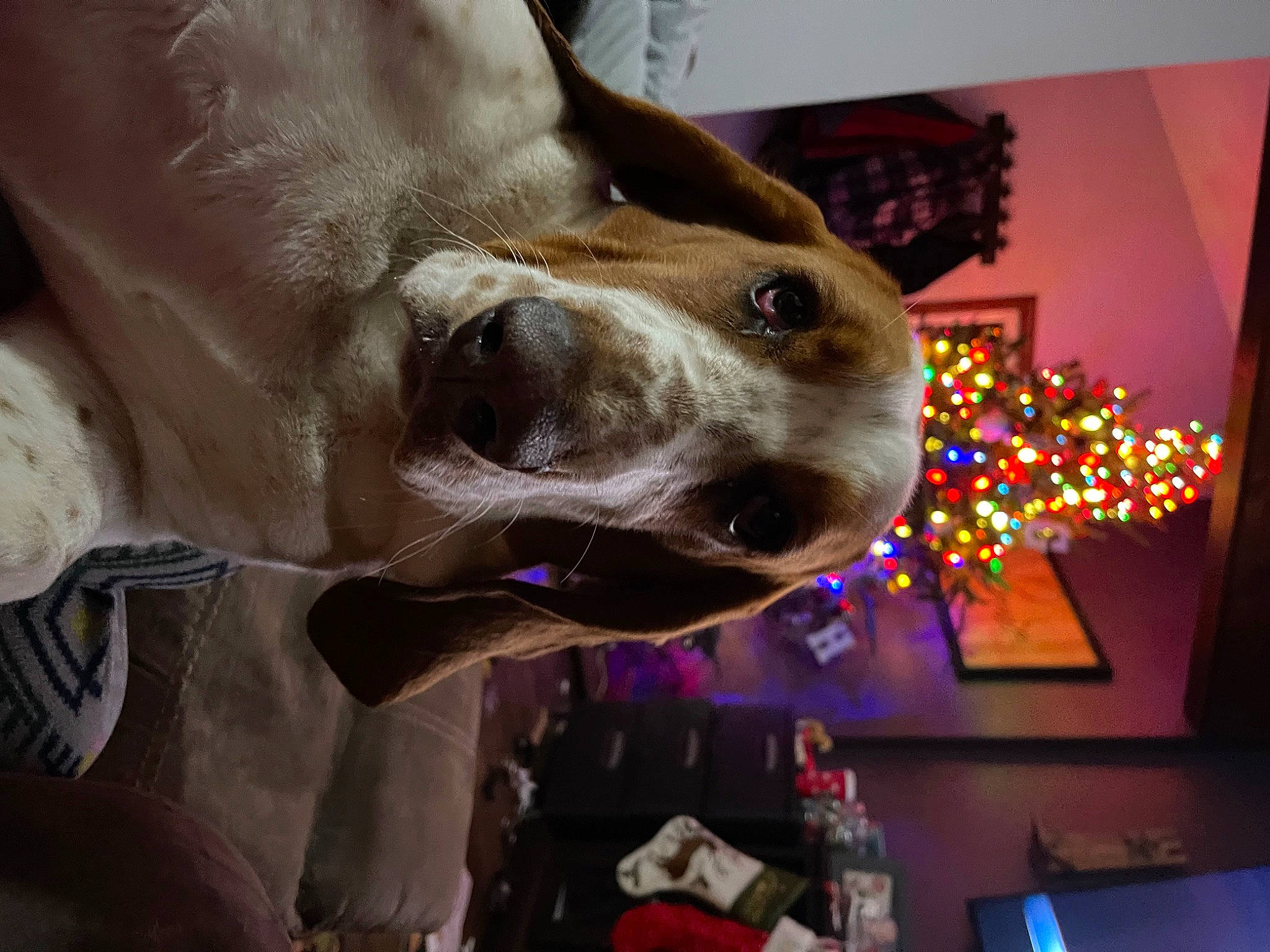 Douglas joined the competition — help win amazing prizes! canidae, carnivore, collar, companion_dog, dog, dog_breed, dog_collar, ear, event, fawn, fur, jaw, liver, metal, pet_supply, selfie, snout, sporting_group, whiskers, working_animal