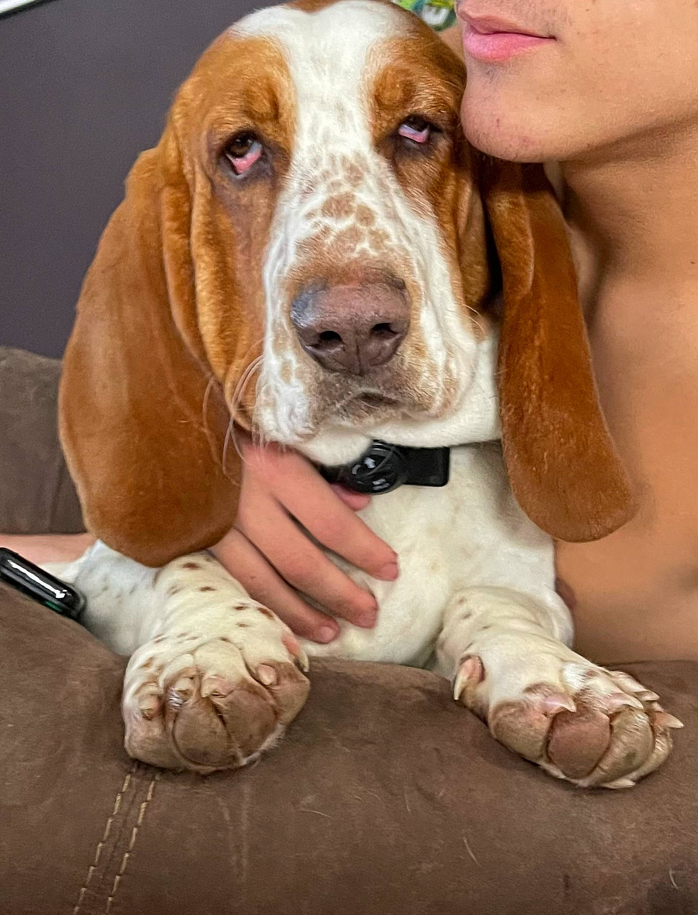 Douglas joined the competition — help win amazing prizes! basset_hound, canidae, carnivore, companion_dog, dog, dog_breed, fawn, fur, hound, hunting_dog, liver, paw, scent_hound, snout, sporting_group, terrestrial_animal, wood, working_animal