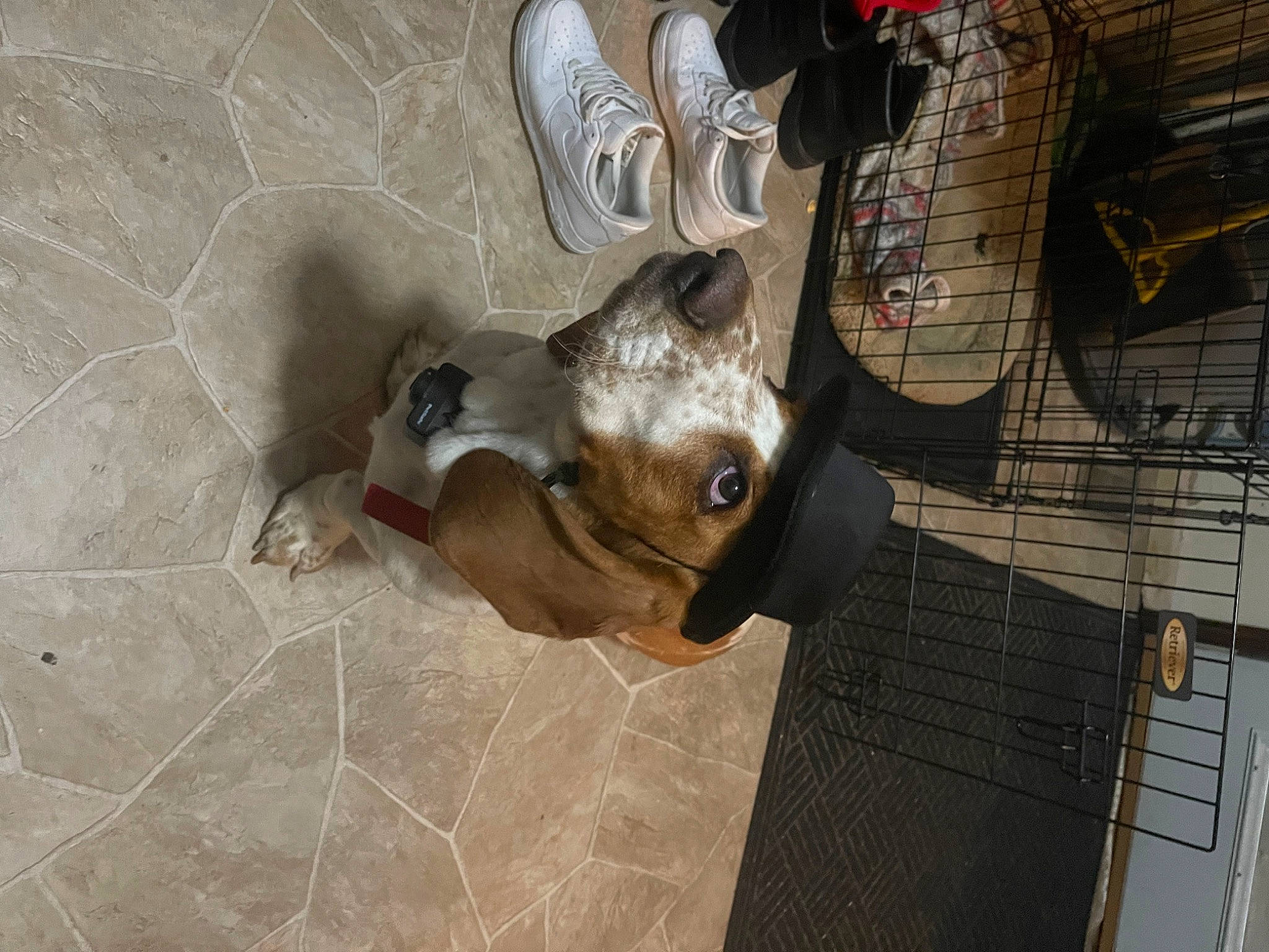 Douglas is registered to the contest to win money with this photo: adventure, canidae, carnivore, companion_dog, dog, dog_breed, eyewear, fawn, flooring, foot, sporting_group, tile, toy_dog, walking_shoe, wood