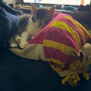 Kovu is registered to the contest to win money with this photo: cat, kitten, sleeping, pet, animal, fur, tabby, white_fur, gray_fur, face, ears, paws, blanket, bedding, cozy, indoors, bed, window, relaxed, portrait