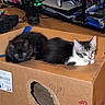 kittens, cats, black_cat, tabby_cat, white_cat, animals, pets, cute, adorable, sitting, lying_down, cardboard_box, indoors, living_room, television, bookshelf, books, gaming_console, wood_floor, portrait
