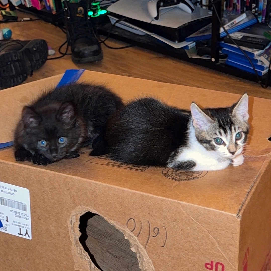 Kovu joined the competition — help win amazing prizes! kittens, cats, black_cat, tabby_cat, white_cat, animals, pets, cute, adorable, sitting, lying_down, cardboard_box, indoors, living_room, television, bookshelf, books, gaming_console, wood_floor, portrait