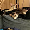 Kovu is registered to the contest to win money with this photo: cats, kitten, sleeping, sleepy, couch, blanket, indoor, home, pets, animals, tabby, white_and_gray, lying_down, sitting, cuddling, relaxed, cozy, furniture, laundry, portrait