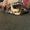 Kovu is registered to the contest to win money with this photo: cat, kitten, sleeping, sleepy, curled_up, gray_and_white, pet, animal, couch, indoor, cozy, nap, whiskers, paws, fur, relaxed, plush_toy, stickers, home, portrait