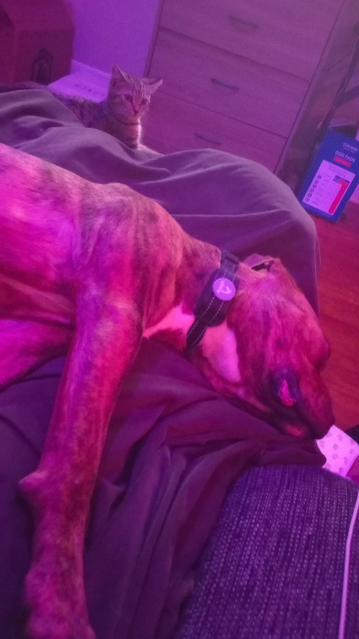 Shiloh joined the competition — help win amazing prizes! carnivore, cloud, comfort, companion_dog, darkness, dog, dog_breed, electric_blue, fawn, flesh, fur, linens, magenta, mammal, night, pink, purple, room, toy_dog, violet