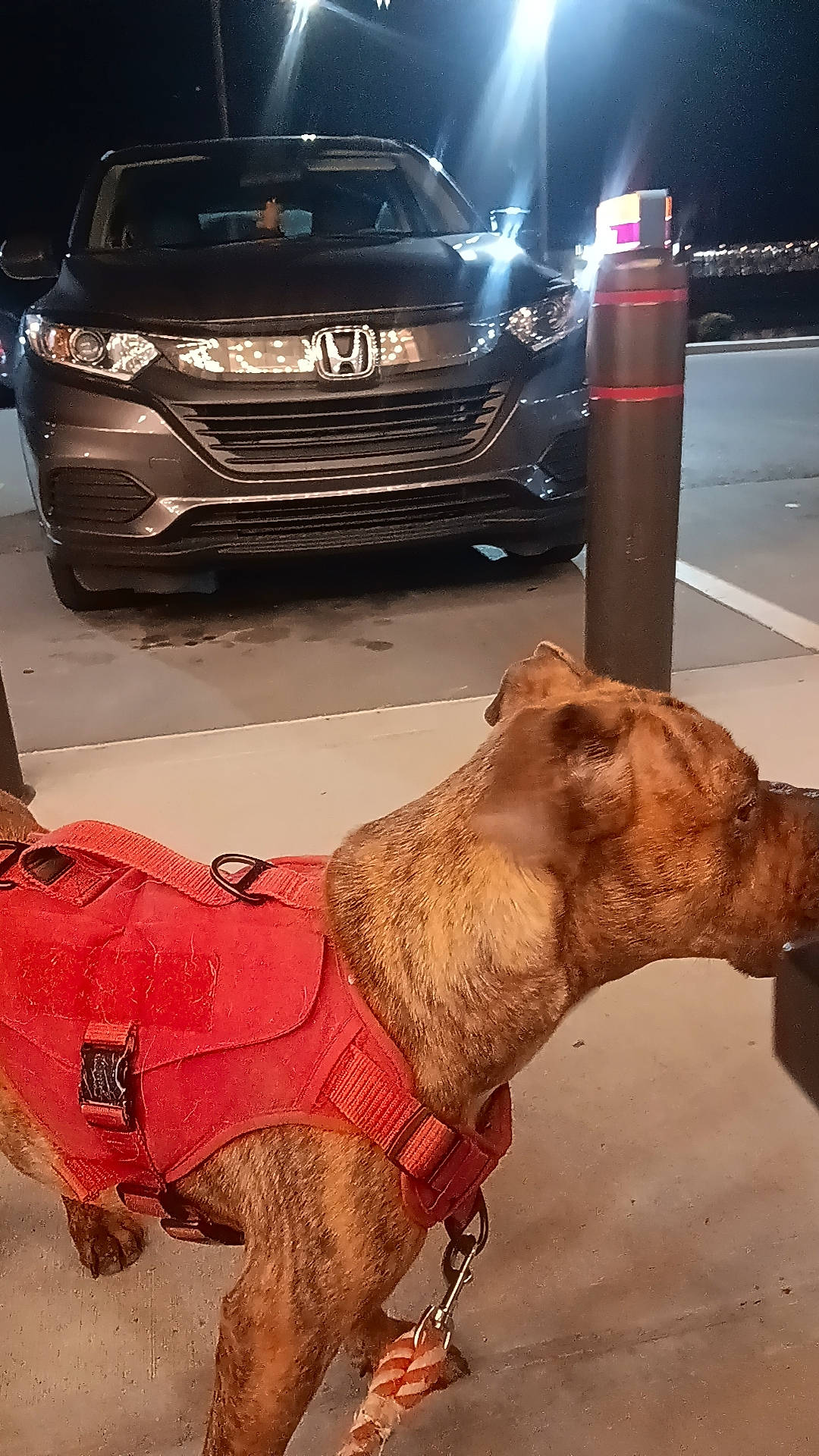 Shiloh joined the competition — help win amazing prizes! automotive_design, automotive_exterior, automotive_lighting, automotive_tire, bumper, car, carnivore, dog_breed, grille, headlamp, hood, light, motor_vehicle, personal_luxury_car, snout, tire, vehicle, vehicle_registration_plate, wheel, working_animal