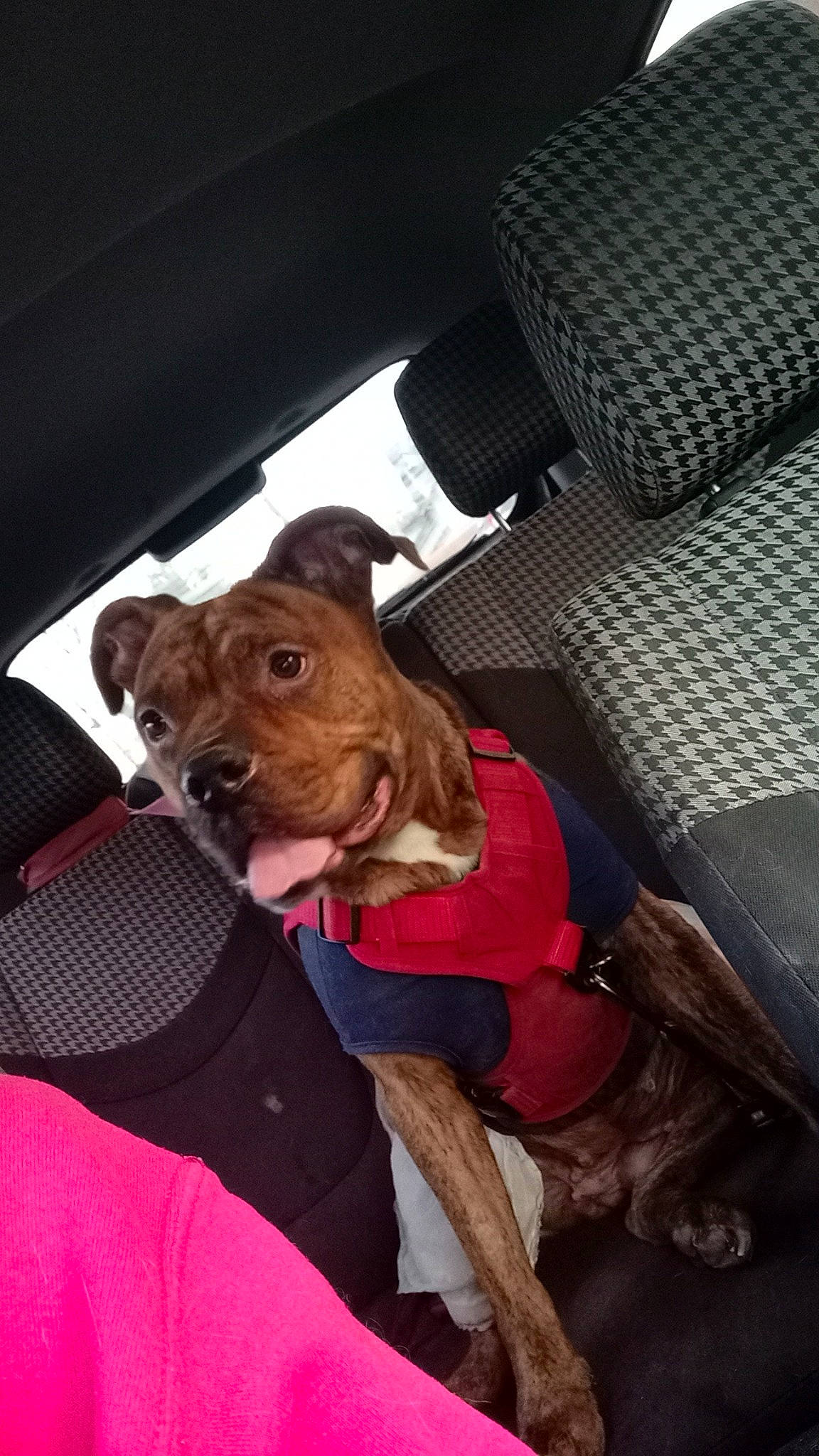 Shiloh is registered to the contest to win money with this photo: car_seat, car_seat_cover, carnivore, collar, companion_dog, dog, dog_breed, dog_clothes, dog_collar, dog_supply, fawn, fur, leash, liver, pet_supply, snout, sporting_group, vehicle_door, whiskers, working_animal