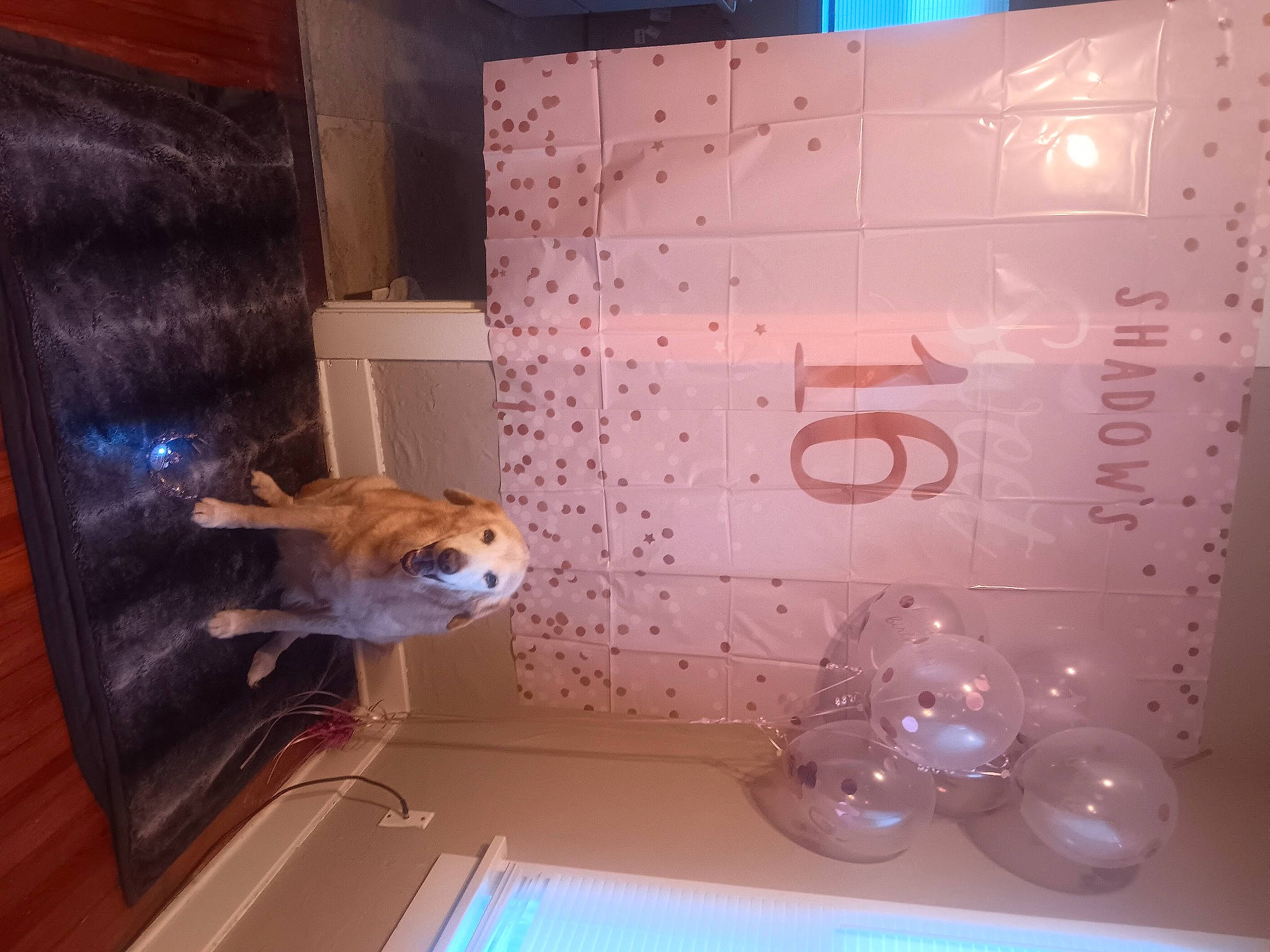 Shadow joined the competition — help win amazing prizes! art, building, ceiling, circle, display_case, event, eyewear, flooring, font, glass, hardwood, house, interior_design, room, serveware, space, tableware, transparent_material, visual_arts, wood