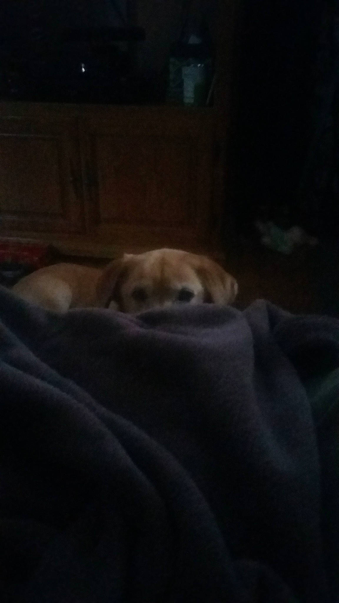 Shadow is registered to the contest to win money with this photo: bedtime, canidae, carnivore, cloud, comfort, companion_dog, darkness, dog, dog_breed, fawn, flooring, fur, hardwood, linens, nap, night, non_sporting_group, snout, sporting_group, wood