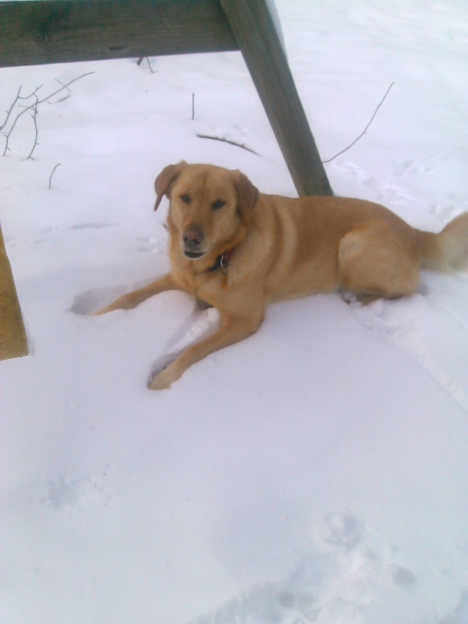 Shadow joined the competition — help win amazing prizes! canidae, carnivore, collar, comfort, companion_dog, dog, dog_breed, dog_collar, dog_supply, fawn, liver, paw, pet_supply, snout, snow, sporting_group, tail, winter, working_animal, working_dog