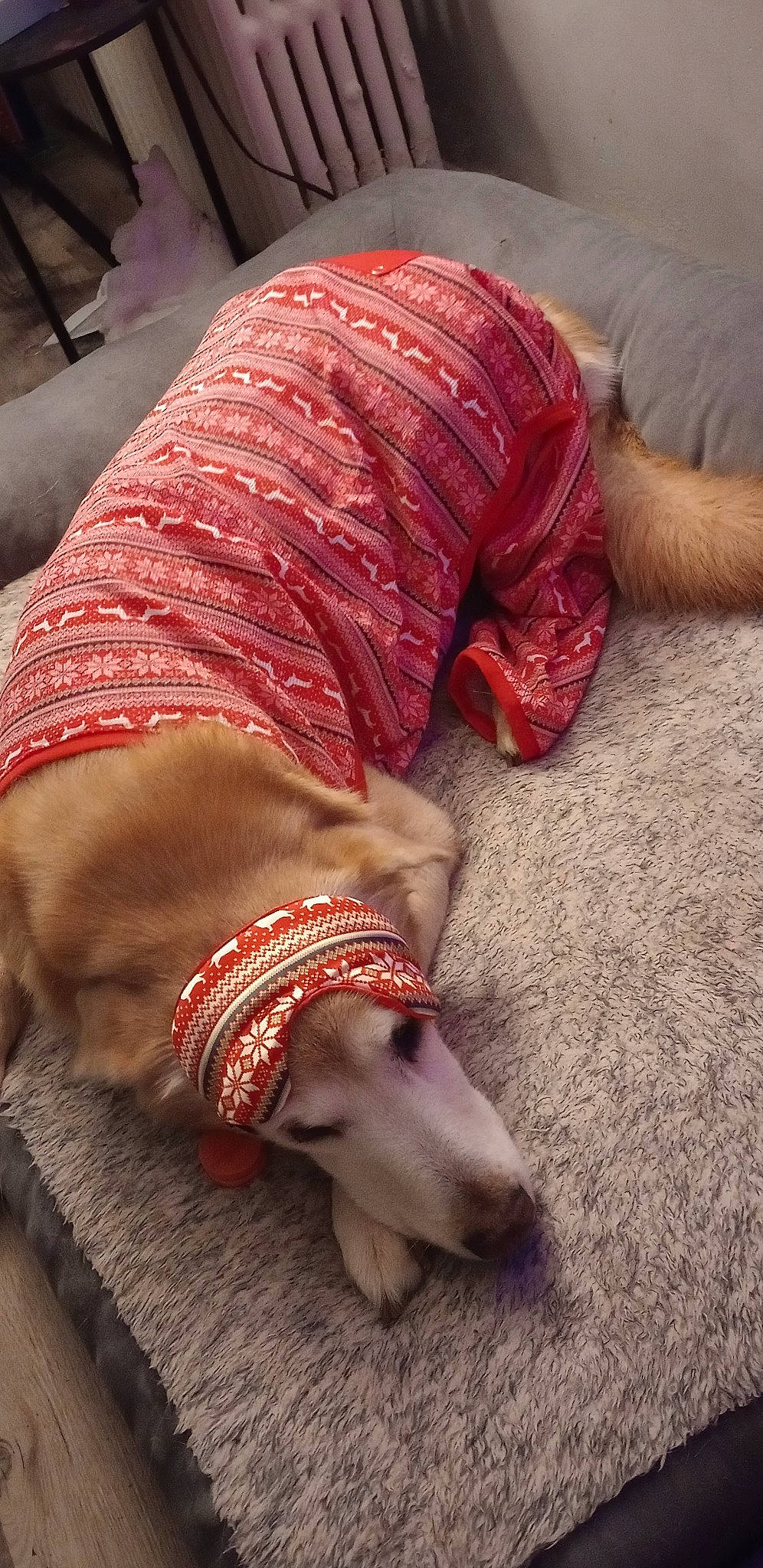 Shadow is registered to the contest to win money with this photo: canidae, carmine, comfort, companion_dog, fashion_accessory, fawn, flesh, flooring, foot, fur, human_leg, magenta, nail, pattern, red, sporting_group, tradition, wood, wool, wrist