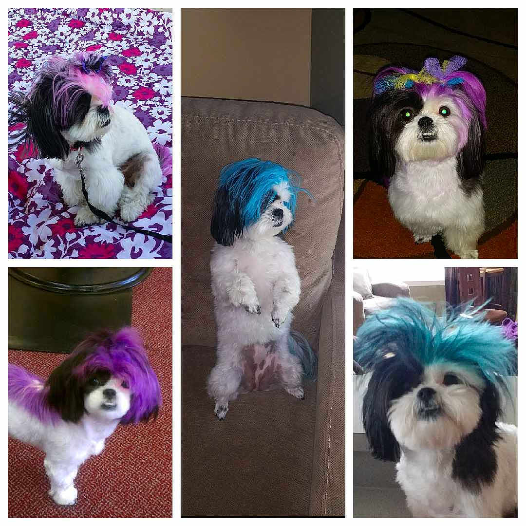 Diamond is registered to the contest to win money with this photo:
