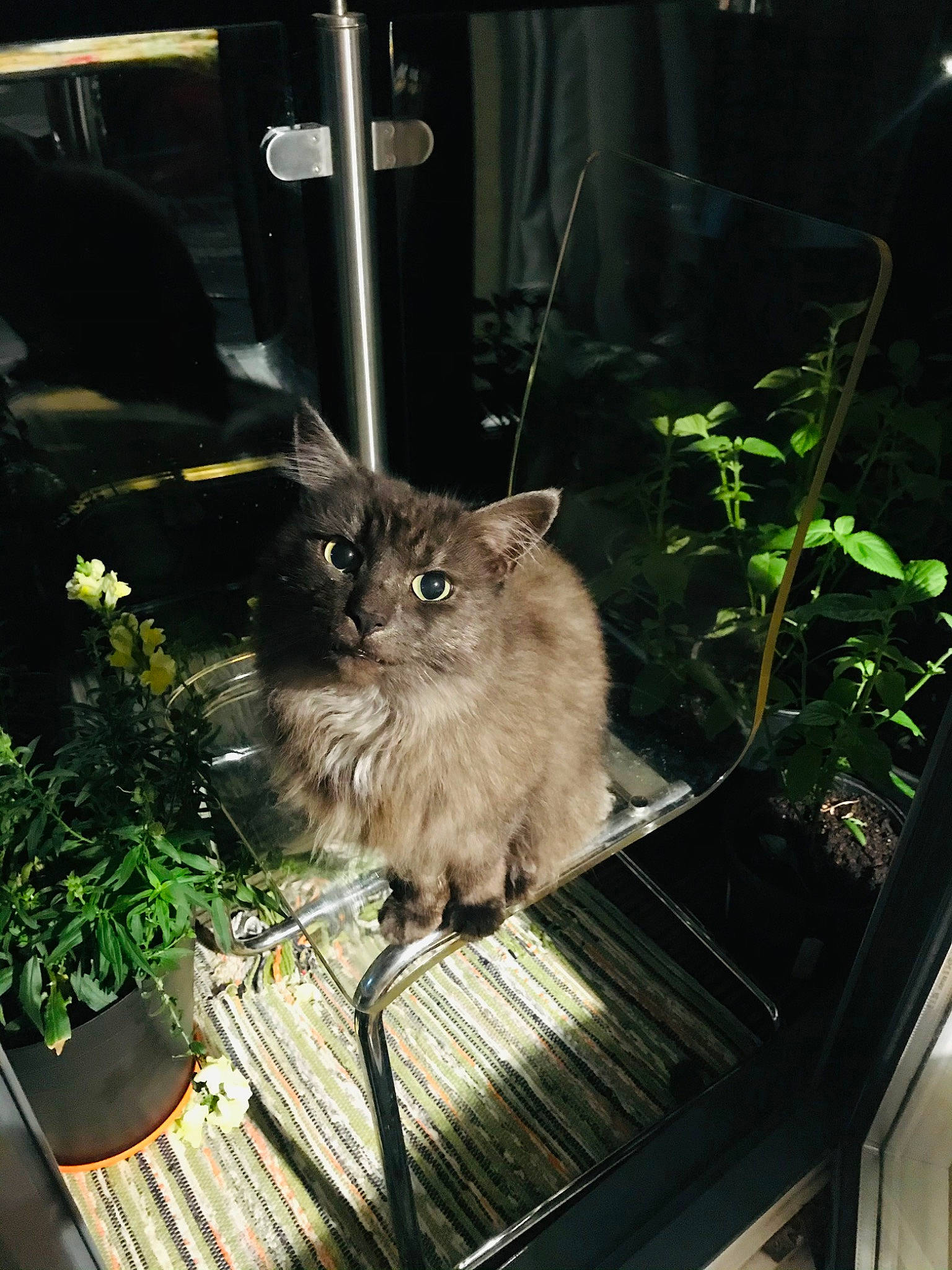 Charcoal joined the competition — help win amazing prizes! art, carnivore, cat, domestic_short_haired_cat, fawn, felidae, flowerpot, fur, grass, hardwood, herb, houseplant, plant, small_to_medium_sized_cats, snout, tail, terrestrial_animal, whiskers, window, wood