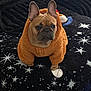 Athena Marie joined the competition — help win amazing prizes! animal, blanket, clothing, comfort, cozy, cute, dog, ears, expression, face, french_bulldog, fur, home, indoor, orange_hoodie, pet, portrait, sitting, space_theme, stars
