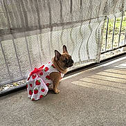Athena Marie is registered to the contest to win money with this photo: animal, brown_dog, clothing, concrete_floor, curious, cute, daylight, dog, dress, fence, french_bulldog, mesh_curtain, outdoor, patterned_clothing, pet, shadow, sitting, small_dog, strawberry_pattern, sunlight