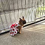 animal, brown_dog, clothing, concrete_floor, curious, cute, daylight, dog, dress, fence, french_bulldog, mesh_curtain, outdoor, patterned_clothing, pet, shadow, sitting, small_dog, strawberry_pattern, sunlight
