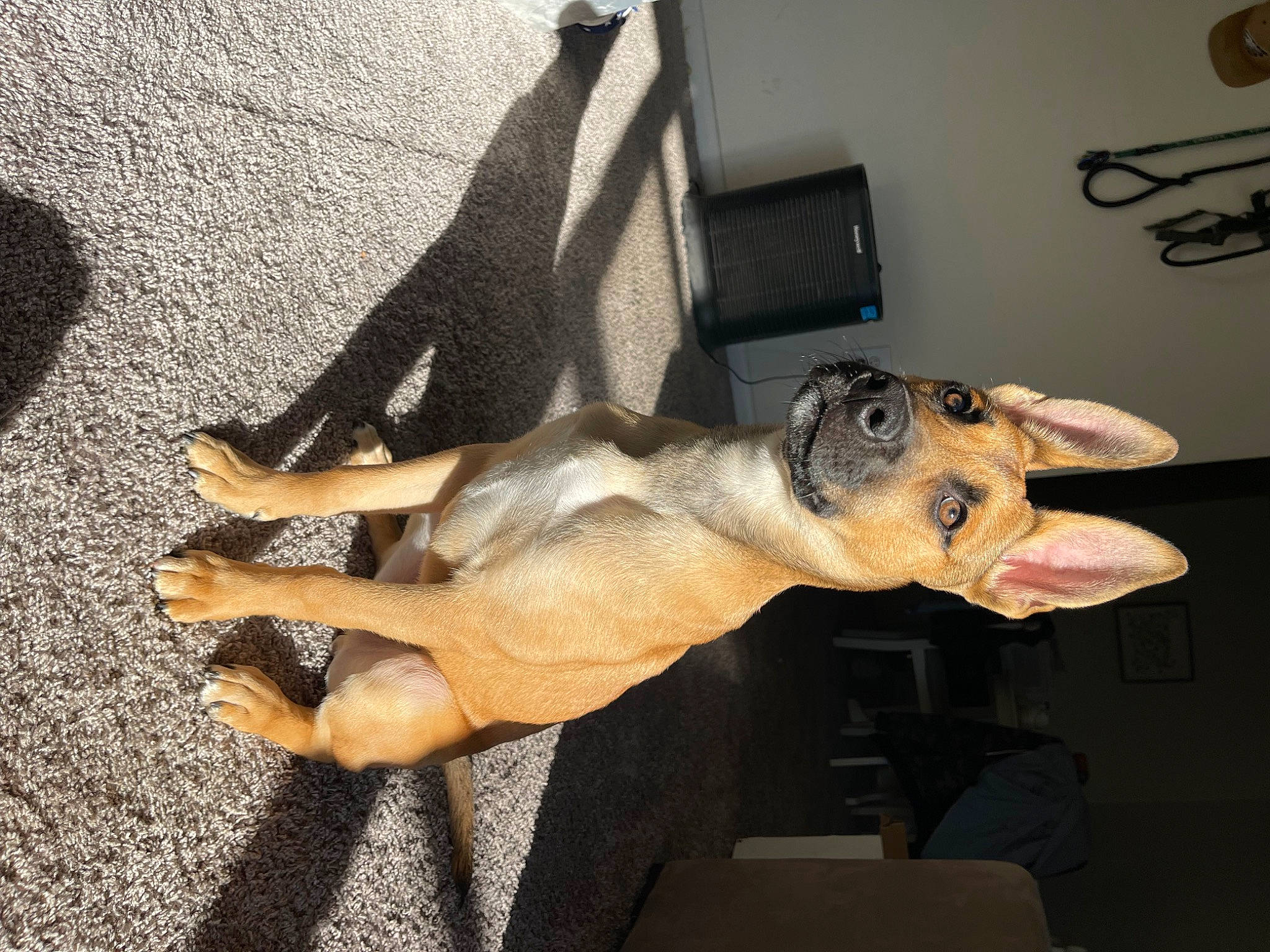 Theo is registered to the contest to win money with this photo: canidae, carnivore, companion_dog, dog, dog_breed, fawn, flooring, foot, fur, guard_dog, human_leg, non_sporting_group, paw, snout, sporting_group, tail, terrestrial_animal, vertebrate, working_animal, working_dog