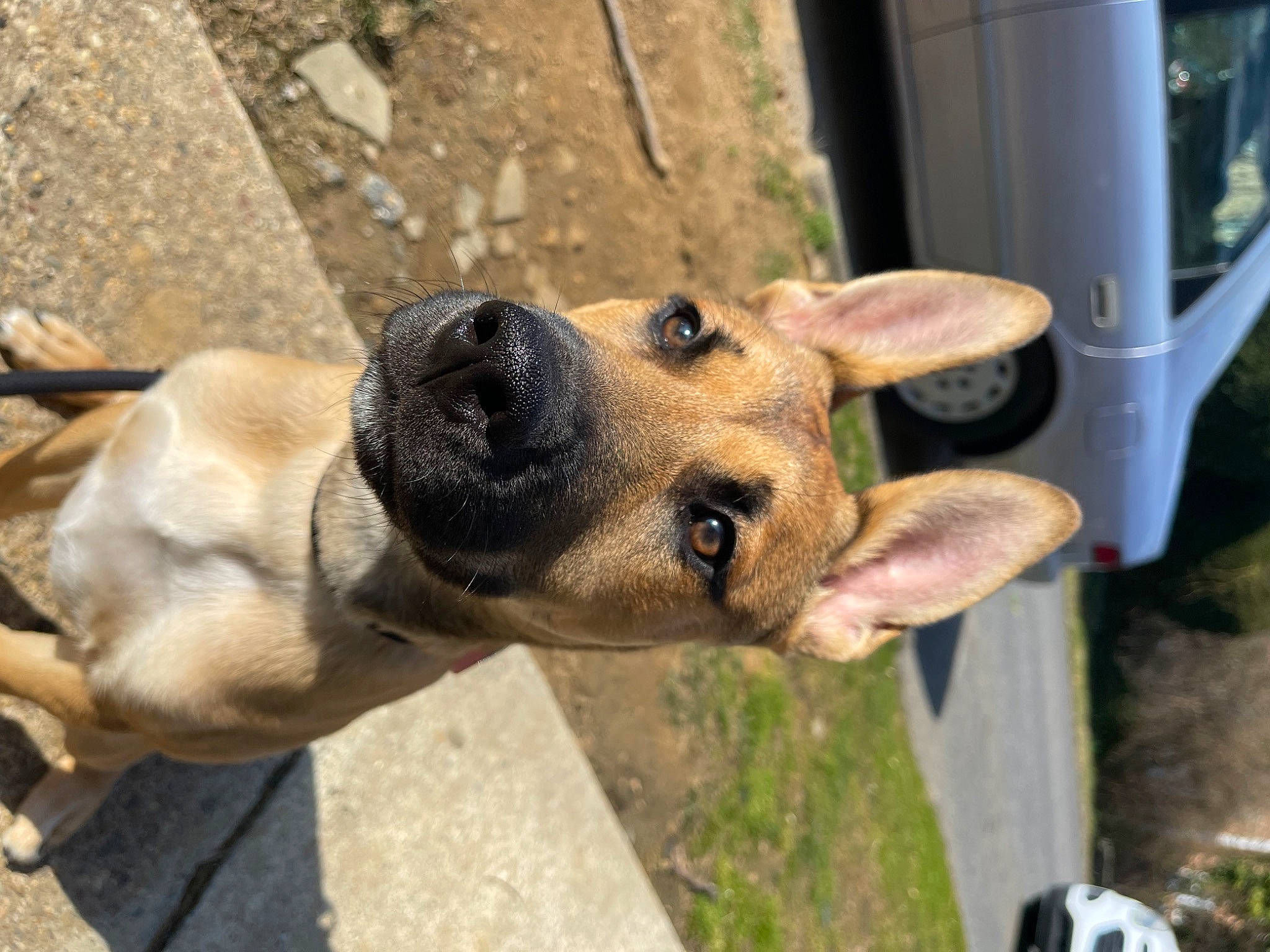 Theo joined the competition — help win amazing prizes! ancient_dog_breeds, canidae, carnivore, collar, companion_dog, dog, dog_breed, dog_collar, fawn, guard_dog, herding_dog, non_sporting_group, plant, snout, street_dog, terrestrial_animal, whiskers, working_animal, working_dog