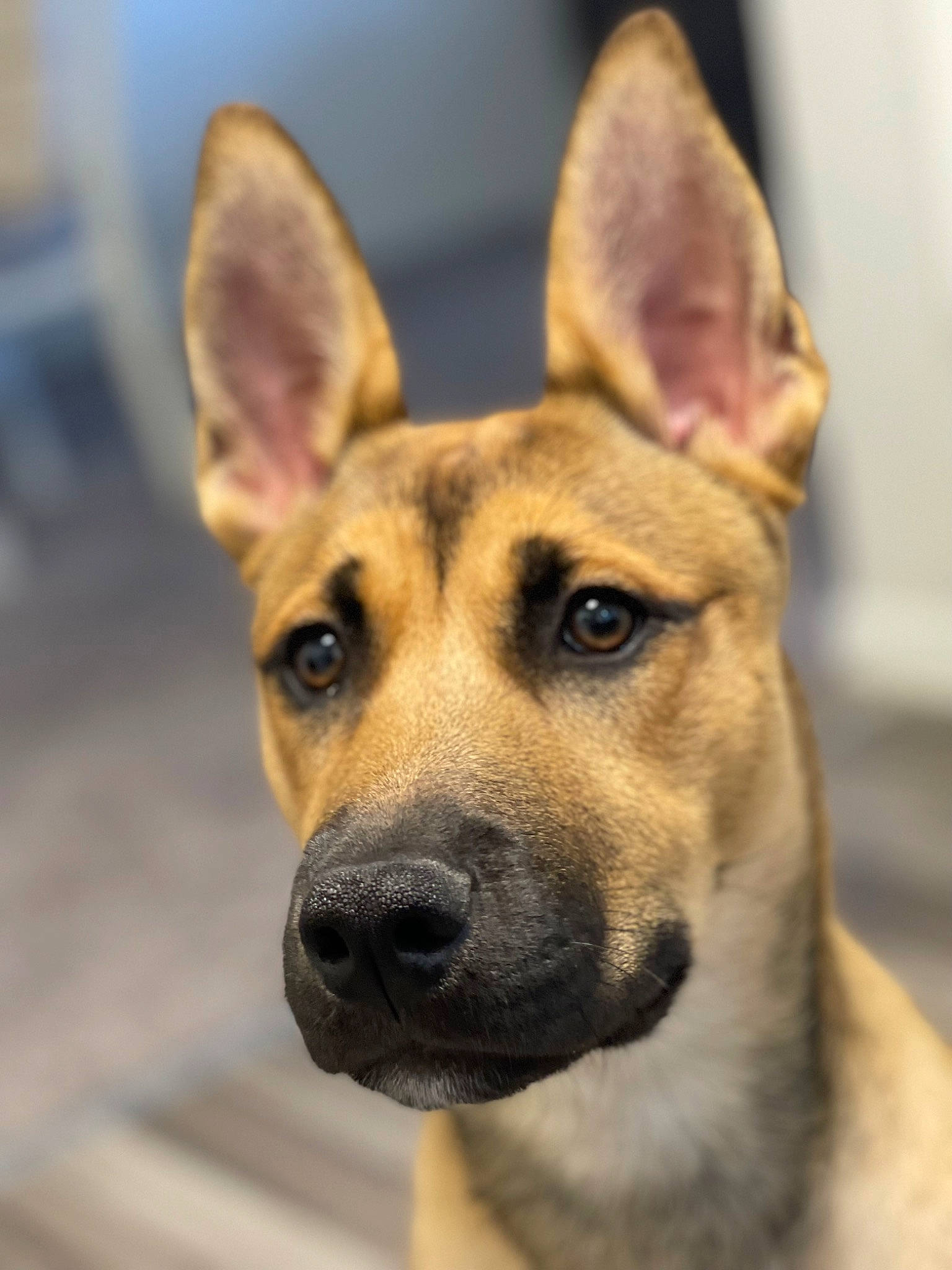 Theo is registered to the contest to win money with this photo: ancient_dog_breeds, canidae, carnivore, companion_dog, dog, dog_breed, ear, fawn, fur, non_sporting_group, snout, sporting_group, street_dog, terrestrial_animal, whiskers, working_dog