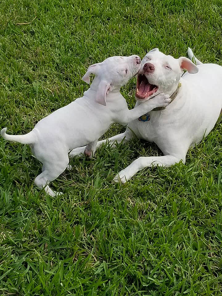 Princess Annabelle is registered to the contest to win money with this photo: canidae, carnivore, collar, companion_dog, dog, dog_breed, dog_collar, dogo_guatemalteco, fawn, grass, grassland, groundcover, livestock, pasture, plant, snout, sporting_group, tail, terrestrial_animal, working_animal