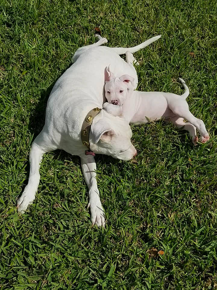 Princess Annabelle is registered to the contest to win money with this photo: canidae, carnivore, collar, companion_dog, dog, dog_breed, dog_collar, dogo_guatemalteco, fawn, grass, livestock, non_sporting_group, old_english_terrier, pasture, plant, snout, sporting_group, tail, terrestrial_animal, working_animal