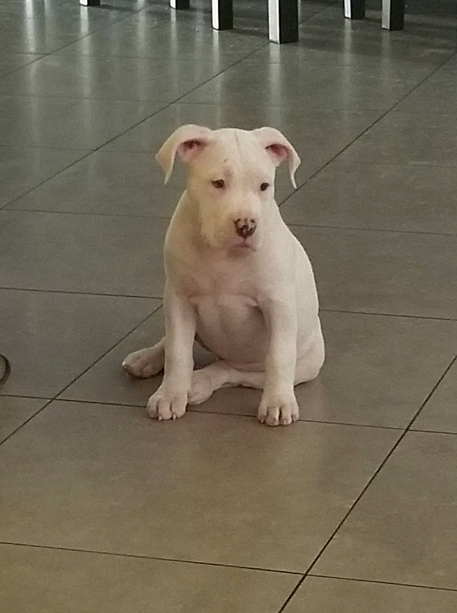 Princess Annabelle joined the competition — help win amazing prizes! bull_terrier, canidae, carnivore, companion_dog, dog, dog_breed, fawn, floor, flooring, foot, livestock, metal, old_english_terrier, snout, sporting_group, tail, terrestrial_animal, whiskers, wood, working_animal