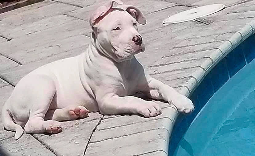 Princess Annabelle joined the competition — help win amazing prizes! bathing, carnivore, companion_dog, dog, dog_breed, fawn, flesh, grey, molosser, non_sporting_group, recreation, sitting, snout, sporting_group, swimming_pool, terrestrial_animal, water, whiskers, white