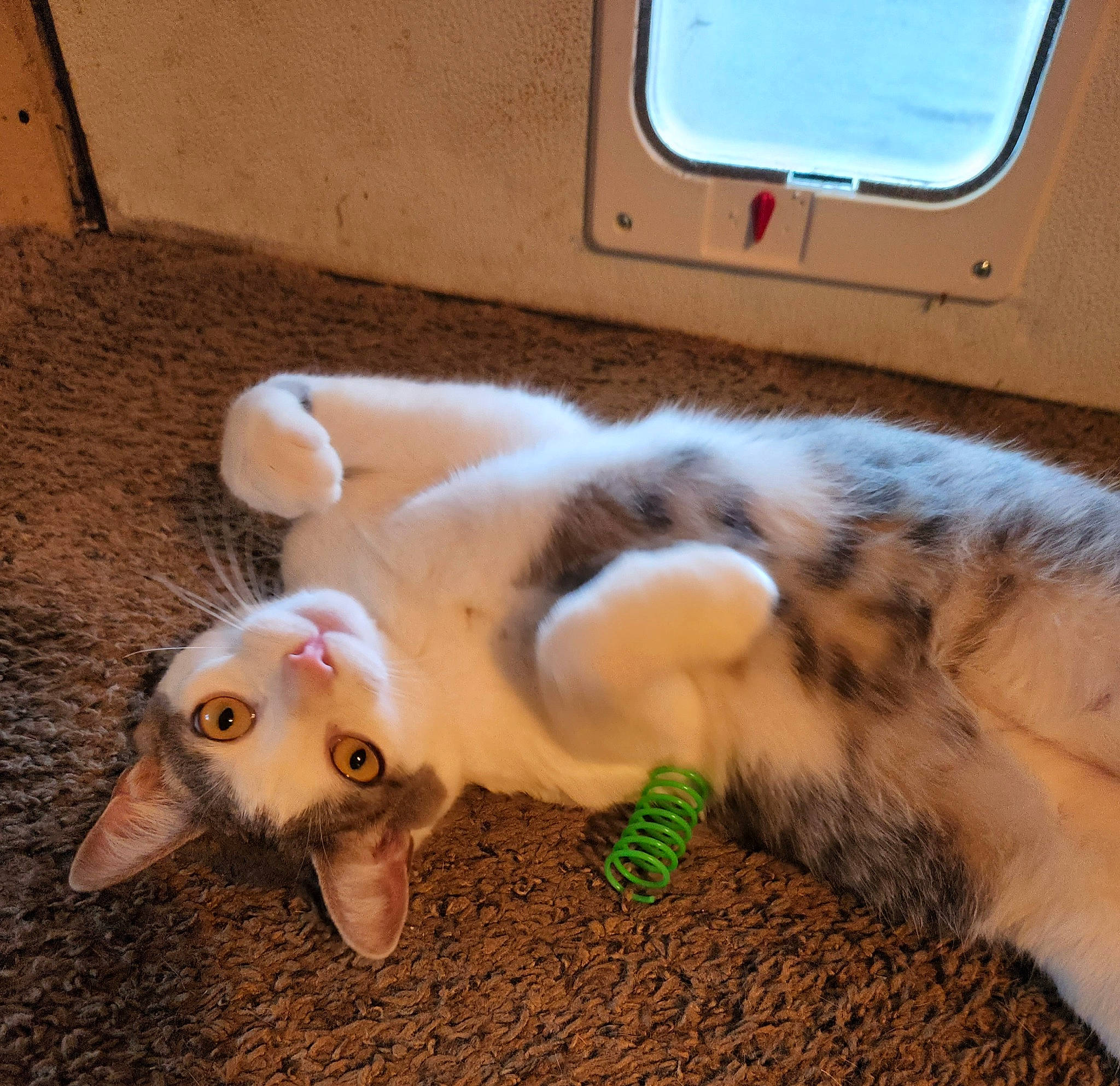 Lil Kiwi is registered to the contest to win money with this photo: carnivore, cat, claw, companion_dog, dog_breed, domestic_short_haired_cat, eye, fawn, felidae, foot, fur, nail, paw, small_to_medium_sized_cats, snout, sporting_group, tail, toy, whiskers, wood