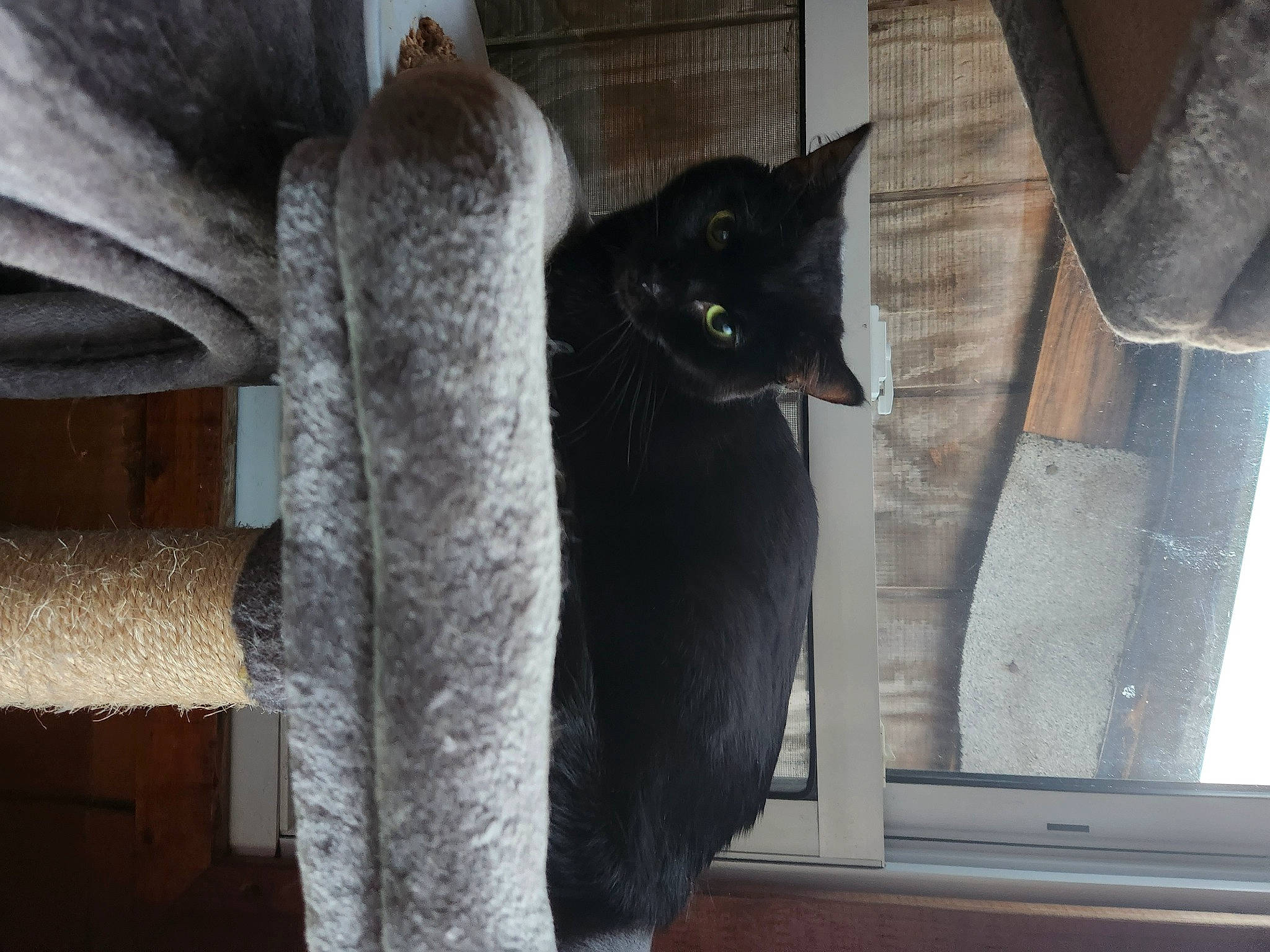 Jett joined the competition — help win amazing prizes! black_cat, carnivore, cat, comfort, curtain, domestic_short_haired_cat, felidae, fixture, fur, grey, russian_blue, small_to_medium_sized_cats, snout, stairs, tail, terrestrial_animal, whiskers, window, wood
