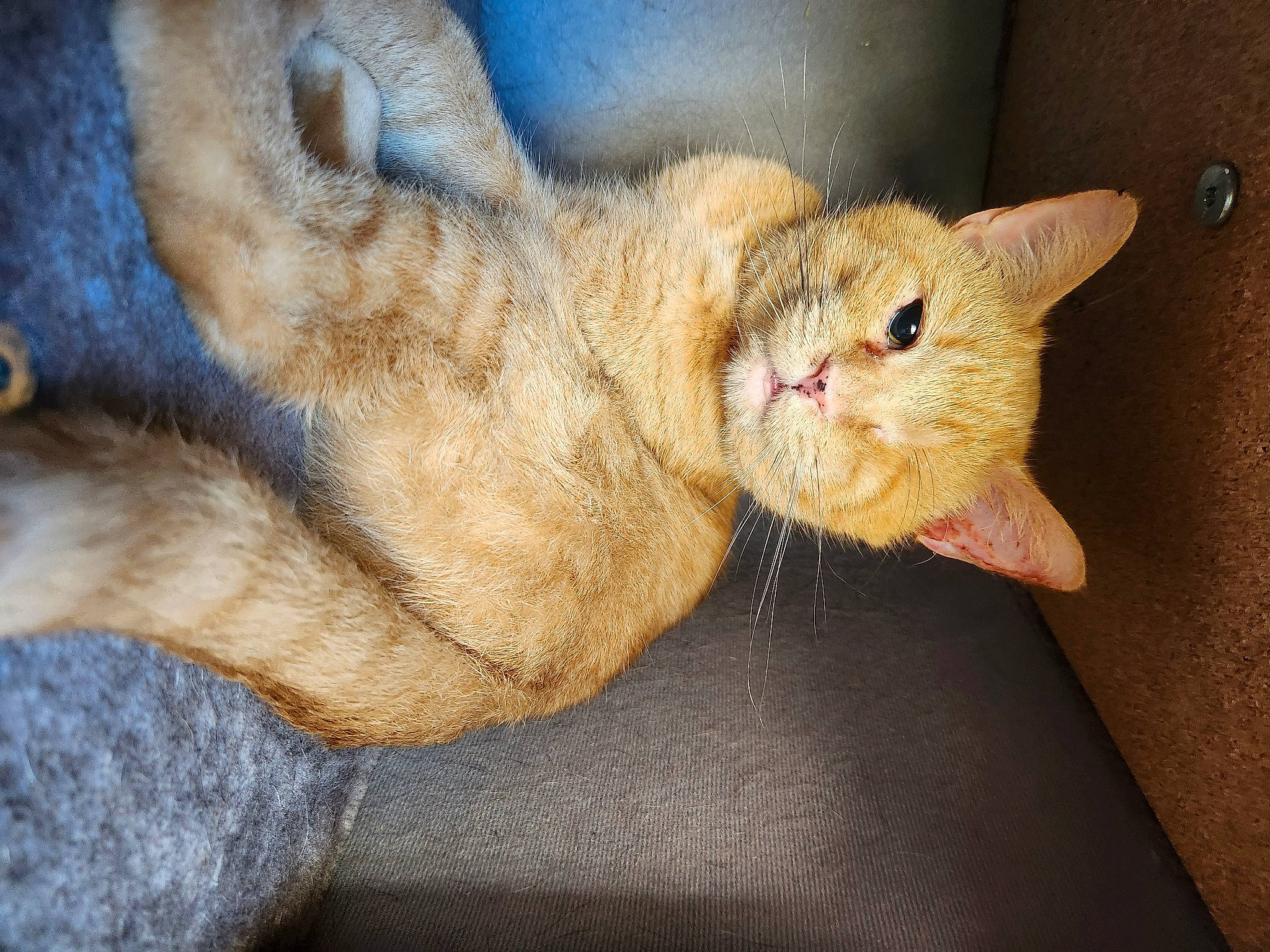 Kaptain Kory is registered to the contest to win money with this photo: carnivore, cat, claw, comfort, domestic_short_haired_cat, eye, fawn, felidae, foot, fur, paw, small_to_medium_sized_cats, snout, tail, terrestrial_animal, whiskers, wildlife, window