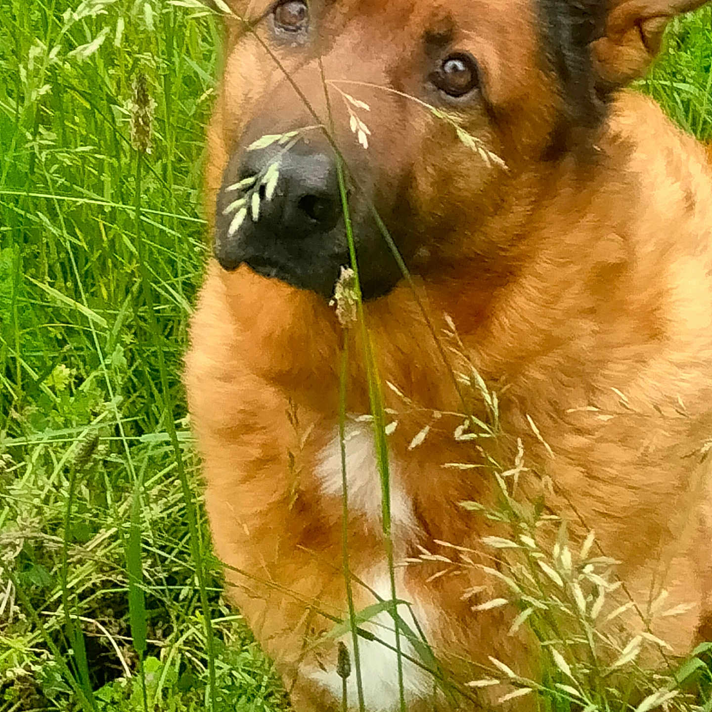 Tyal participe au concours pour gagner de l'argent avec cette photo : animal, bear, canine, dog, field, flower, goldenretriever, grass, grassland, green, herbal, herbs, lawn, nature, outdoors, pet, plant, puppy, summer, vegetation