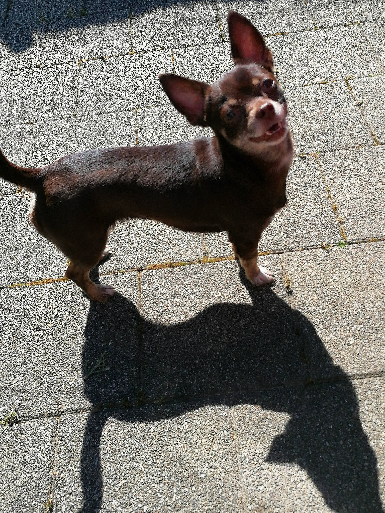 Channelle a rejoint le concours — aidez-le/la à gagner de superbes lots ! canidae, carnivore, chihuahua, companion_dog, dog, dog_breed, fawn, leash, liver, non_sporting_group, road_surface, russkiy_toy, shadow, snout, sporting_group, tail, toy_dog, vertebrate, working_animal