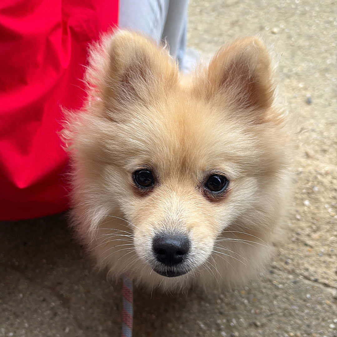 Appy participe au concours pour gagner de l'argent avec cette photo : animal, canine, casual, closeup, concrete, curious, cute, daylight, dog, friendly, fur, grey_pants, leash, outdoor, person, pet, portrait, red_jacket, shoe, walking