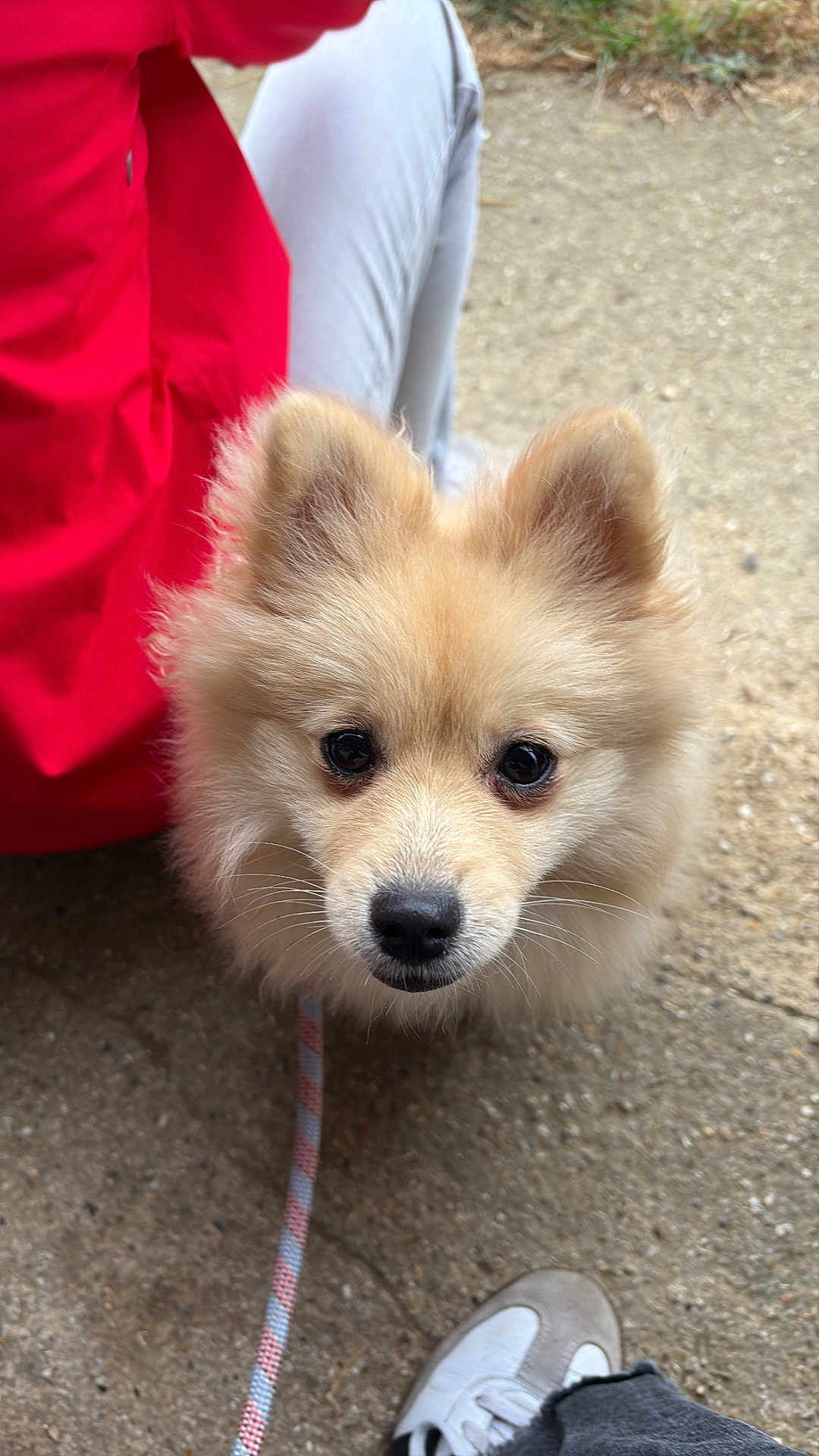 Appy participe au concours pour gagner de l'argent avec cette photo : dog, leash, outdoor, person, red_jacket, grey_pants, shoe, concrete, fur, pet, curious, closeup, canine, walking, cute, animal, portrait, daylight, casual, friendly