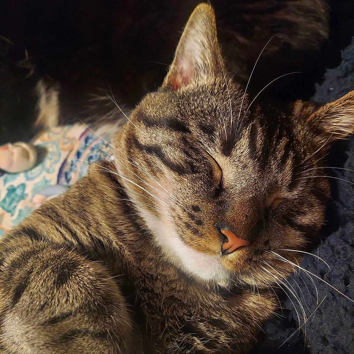 Bobo joined the competition — help win amazing prizes! animal, cat, closeup, cozy, cute, domestic_animal, ears, face, feline, fur, indoor, nose, paw, pet, relaxed, resting, sleeping, soft, tabby, whiskers