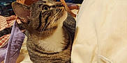 Bobo joined the competition — help win amazing prizes! animal, bed, blanket, cat, closeup, curious, cute, domestic_animal, feline, fur, indoor, laying_down, mammal, paws, pet, relaxed, resting, striped_fur, tabby, whiskers
