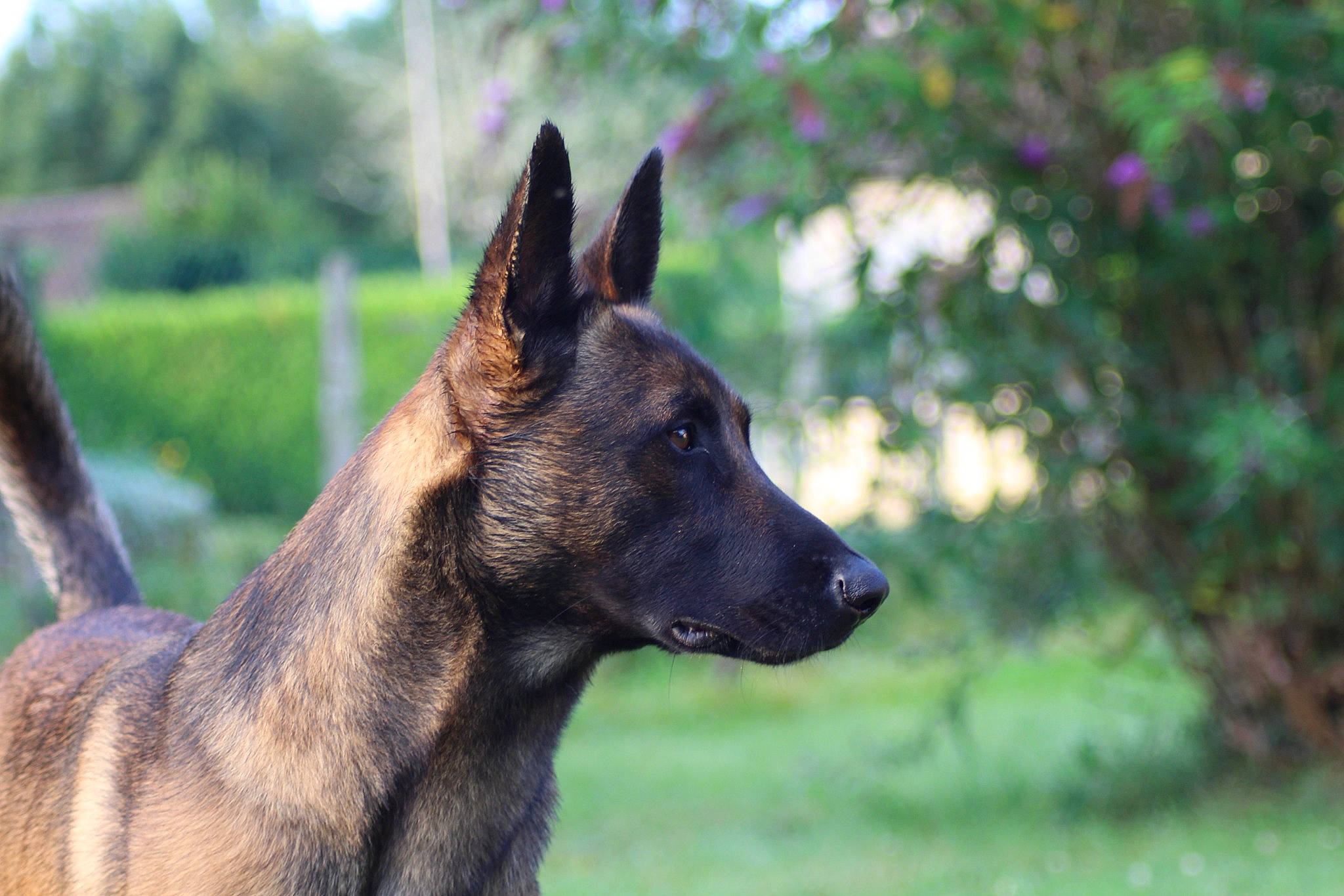 Marcus a rejoint le concours — aidez-le/la à gagner de superbes lots ! belgian_shepherd_malinois, biting, canidae, carnivore, dog, dog_breed, east_european_shepherd, fawn, german_shepherd_dog, grass, herding_dog, king_shepherd, old_german_shepherd_dog, plant, snout, sporting_group, terrestrial_animal, whiskers, working_animal, working_dog
