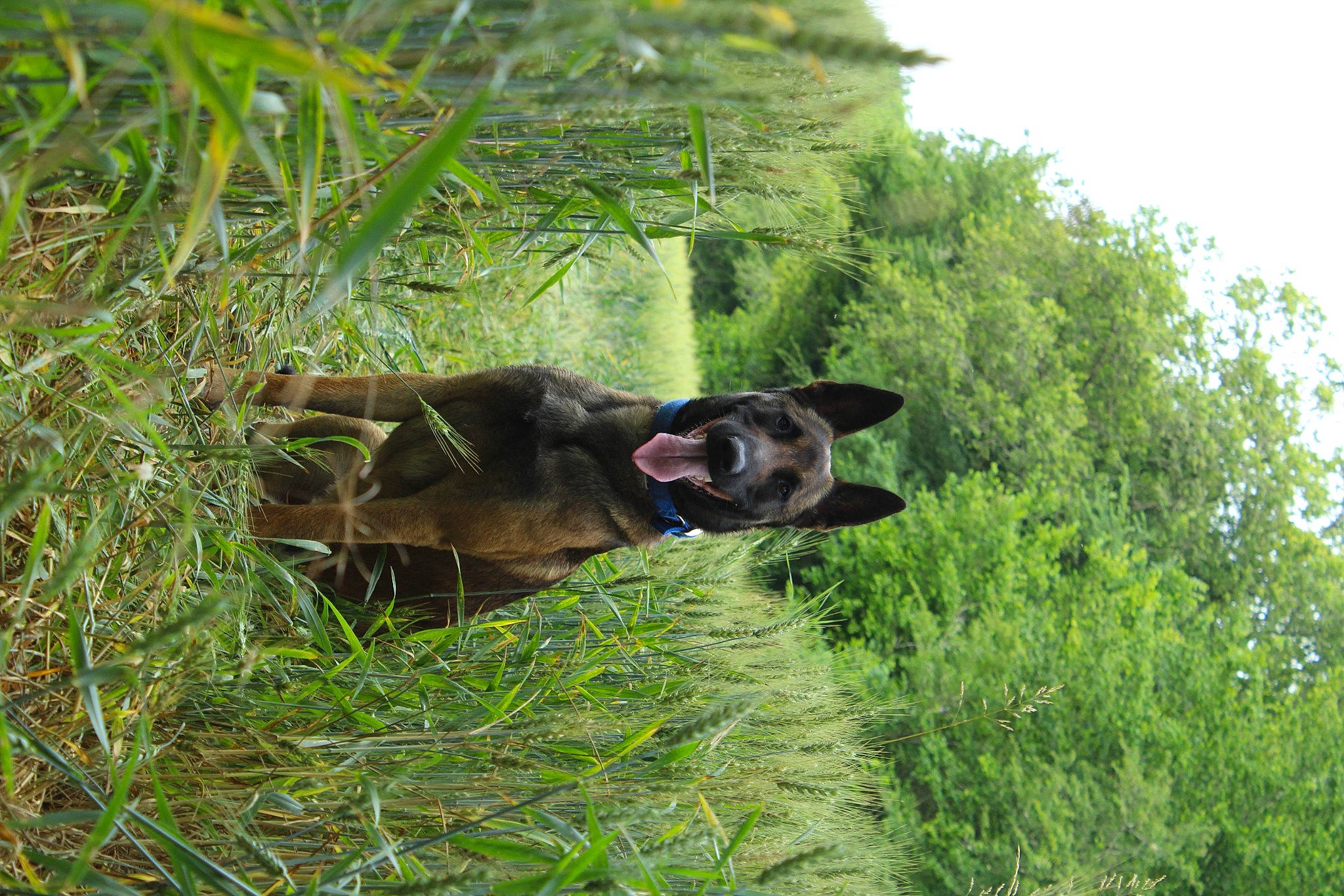 Marcus a rejoint le concours — aidez-le/la à gagner de superbes lots ! canidae, carnivore, dog, dog_breed, fawn, felidae, grass, grassland, liver, natural_landscape, pasture, plant, prairie, sky, snout, sporting_group, tail, terrestrial_animal, terrestrial_plant, working_animal